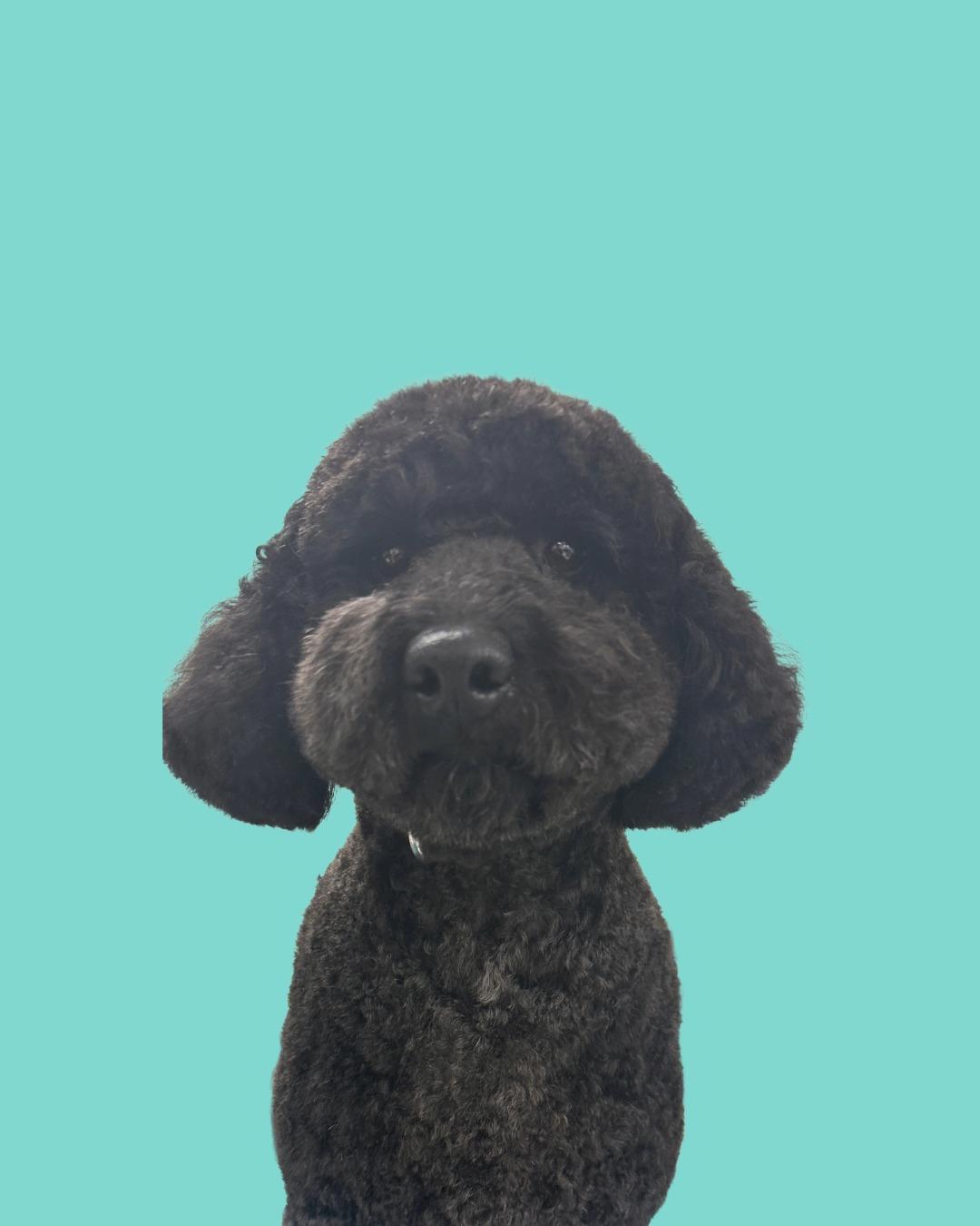 unnamed image